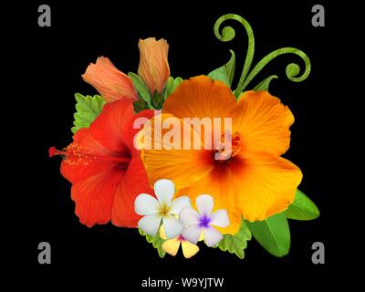 Hibiscus in different colors and different varieties Stock Photo