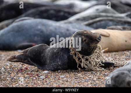 A grey seal with fishing net tangled around its neck amongst the colony on the beach at Horsey in Norfolk, as RSPCA data show the number of animals affected by plastic litter is at an all-time high, with incidents increasing by 22% in just four years. Researchers have recently been counting the number of harbour and grey seals basking on the banks of the Thames for an annual census. Stock Photo