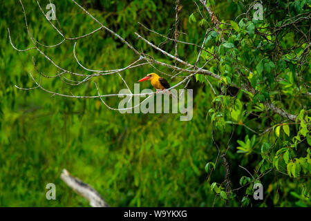Brown-winged kingfisher or Khoirapakha Machranga in Sundarbans. Bagerhat, Bangladesh. Stock Photo