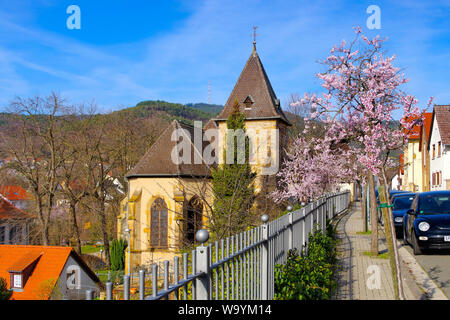 the chapel Nikolauskapelle in Gimmeldingen during the almond blossom Stock Photo