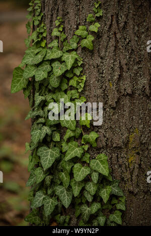 Beautiful green ivy grown on tree bark with gorgeous texture Stock Photo