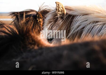 Beautiful closeup shot of brown and white horses Stock Photo