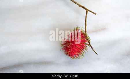 A single red rambutan fruit still attached to the branch, with a marble background.