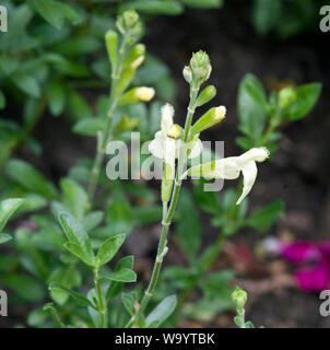 Salvia greggii 'Sungold' Stock Photo