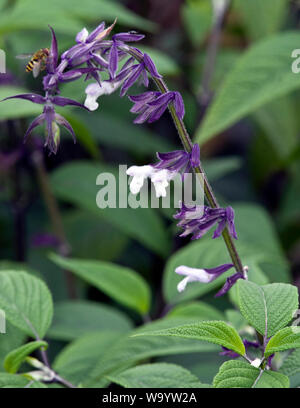 Salvia 'Phyllis' Fancy' Stock Photo