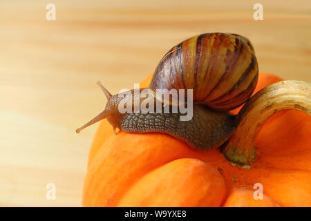Closeup a Brown Stripe Shell Snail Crawling on the Vibrant Orange Color Pumpkin on Wooden Background Stock Photo