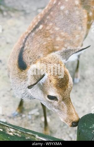 Vertical closeup shot of a cute baby deer Stock Photo