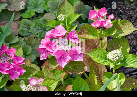 Hydrangea macrophylla ‘Blaumeise’ Stock Photo