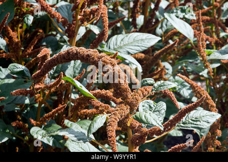 Amaranthus cruentus, 'Hot Biscuits' Stock Photo