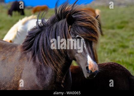 Closeup shot of a brown horse with brown mane Stock Photo