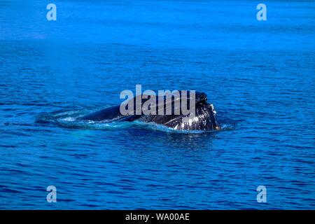 Outstanding shot of a humpback whale in the sea Stock Photo