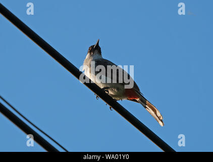 Closeup Sooty-Headed Bulbul Bird Perched on The Electric Wire Isolated on Blue Sky Stock Photo