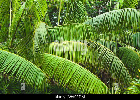 Palm tree leaves, tropical background photo taken in Malaysian rainforest Stock Photo