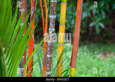Colorful bamboo stems and palm tee leaves. Tropical natural background photo with selective focus taken in Malaysian rainforest Stock Photo