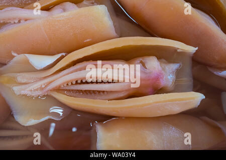 Squid, pickled and for sale at a local seafood stall market in Kuching, Malaysia. Stock Photo