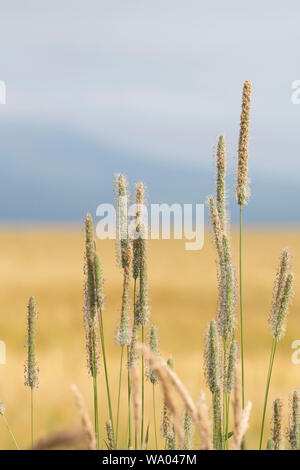 Meadow Foxtail (Alopecurus Geniculatus) Growing at the Edge of a Field of Grain in Aberdeenshire Stock Photo