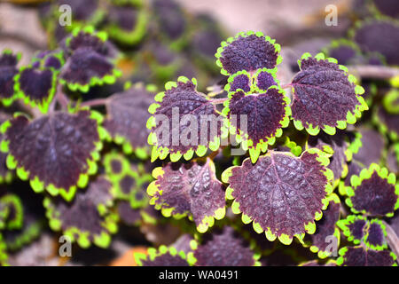different varieties of red and purple leafy coleus with green and green and red borders Stock Photo