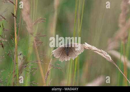 A Ringlet (Aphantopus Hyperantus), One of the Brown Butterflies, Feeding on Creeping Soft-Grass (Holcus Mollis) Stock Photo