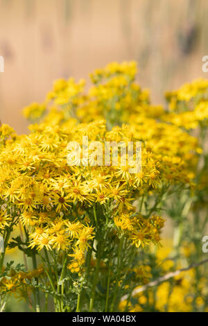Common Ragwort (Senecio Jacobaea), Also Known as 'Stinking Willie', Growing at the Edge of a Field of Barley Stock Photo