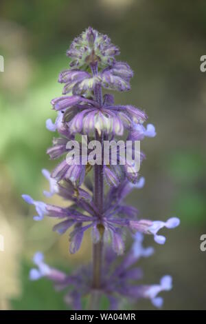 Blue flower Lupinus angustifolius. Wolf beans Stock Photo