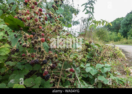 Blackberries on bramble bushes ripening in the wild. Stock Photo