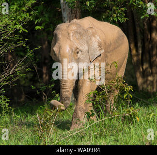 Mud covered Wild Asian Elephant, Elephas maximus in the forest in Kui Buri NP Thailand Stock Photo