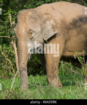 Mud covered Wild Asian Elephant, Elephas maximus in the forest in Kui Buri NP Thailand Stock Photo