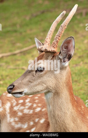 Male fallow deer close-up portrait and nature  background (Dama dama)