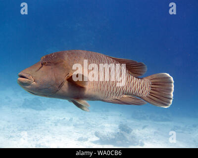 napoleon fish red sea Stock Photo