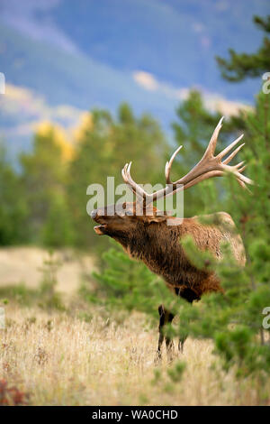 Elk Bull in pine grove, calling, Jasper National Park, Canada Stock Photo