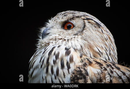 Siberian Eagle-Owl (Bubo bubo sibiricus) Stock Photo