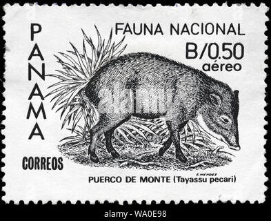 White-lipped Peccary, Tayassu pecari, postage stamp, Panama, 1984
