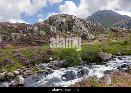 Cwm Idwal is a cirque (or corrie) in the Glyderau Range of the Snowdonia National Park. Here showing heather clad hills in August. Stock Photo