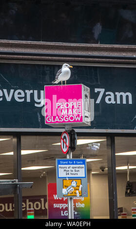 Glasgow, Scotland, UK. 14th August 2019: A seagull on top of a taxi rank sign. Stock Photo