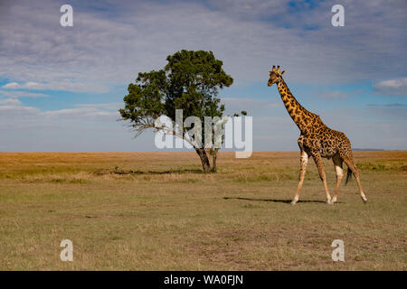 Isolated giraffe next to an acacia tree on the savannah in the Masai Mara, Kenya Stock Photo