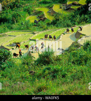 Vietnamese people working on the rice terraces field in harvesting day in Ha Giang, Northwest Vietnam. Stock Photo