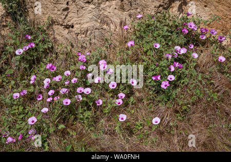 Mallow-leaved bindweed (Convolvulus althaeoides) at the Tombs of the Kings, Paphos, Cyprus Stock Photo