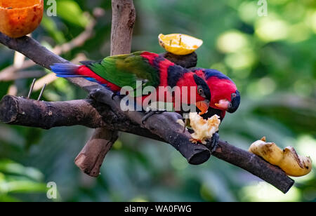 black capped lory diet