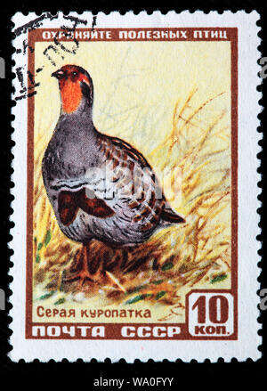 Grey Partridge, Perdix perdix, postage stamp, Russia, USSR, 1957 Stock Photo