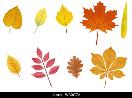 set autumn decorative leaves illustration Stock Photo