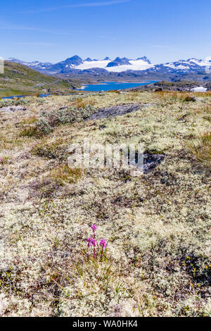 Panoramic view with white moss Reindeer Lichen along National scenic route Sognefjellet between Skjolden and Lorn in Western Norway. Stock Photo