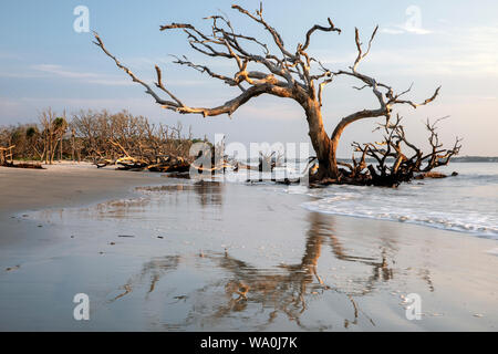 Early morning reflections on Driftwood Beach - Jekyll Island, Georgia, United States Stock Photo