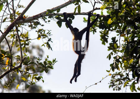 Geoffroy's spider monkey (Ateles geoffroyi) hanging from tree branch in rainforest - La Laguna del Lagarto Eco-Lodge, Boca Tapada, Costa Rica Stock Photo