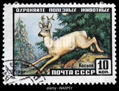 Siberian Roe Deer, Capreolus capreolus pygargus, postage stamp, Russia, USSR, 1961 Stock Photo