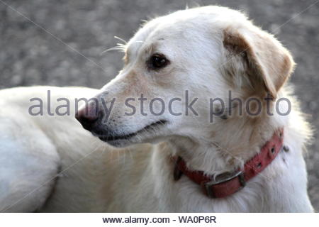 Red Haired Dog Of Breed Golden Retriever Lies On Snow Covered Path