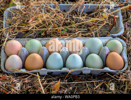One dozen unwashed colorful chicken eggs in open cartonon dried grass viewed from above- free-range eggs of various shapes, colors and sizes very diff Stock Photo