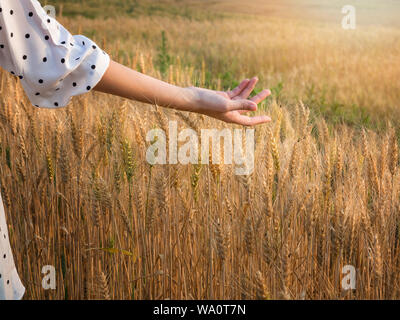 Woman hand caressing some ears of barley at sunset time, Harvest time yellow rice field in Thailand. Stock Photo
