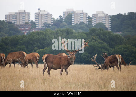 Richmond Park London England, UK. 16th Aug, 2019. Red deer stags on a wet day in Richmond Park south west London. The park is close to the tower blocks of Roehampton and less than ten miles form central London. Credit: Julia Gavin/Alamy Live News Stock Photo