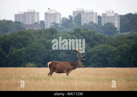 Richmond Park London England, UK. 16th Aug, 2019. A red deer stag on a wet day in Richmond Park south west London. The park is close to the tower blocks of Roehampton and less than ten miles form central London. Credit: Julia Gavin/Alamy Live News Stock Photo