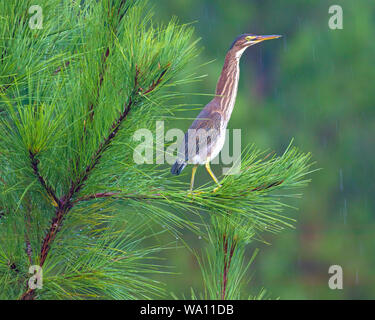 Birds in a tree in North Carolina Stock Photo